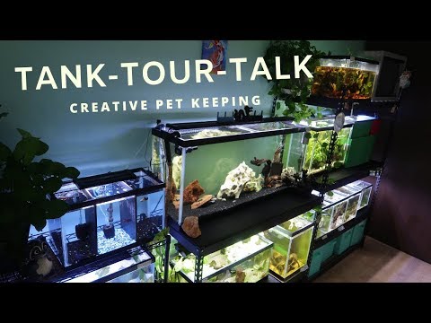 Tank Tour Talk with Creative Pet Keeping (and Bana Tank Tour Talk with Creative Pet Keeping (and Banana!). Kasia from Creative Pet Keeping and I sit do