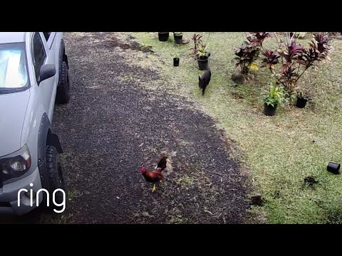 Cute Wild Pig Plays With Neighborhood Chickens | RingTV