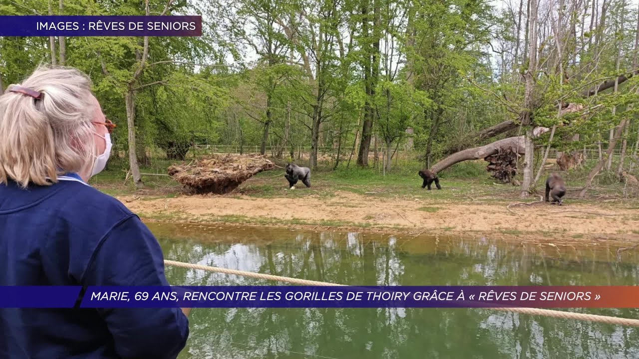 Yvelines | Marie, 69 ans, rencontre les gorilles de Thoiry grâce à « Rêves de Seniors »