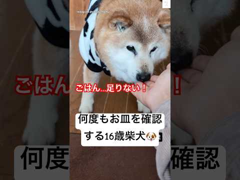 犬の動画サムネイル - 16歳でも食欲全開‼️お皿チェックを繰り返す柴犬にほっこり💕　#柴犬　#犬　#かわいい犬 #犬のいる暮らし #癒し