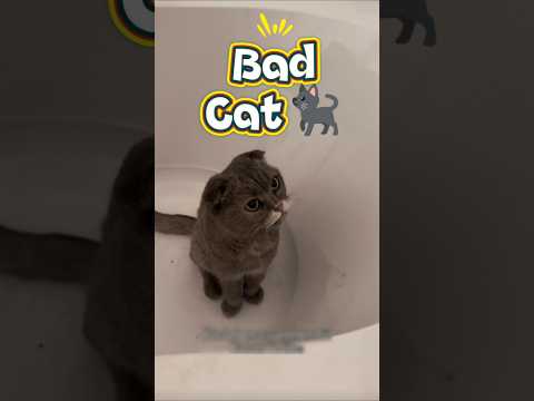 Bad Cat❗🐈‍⬛🤭#short #shortvideo