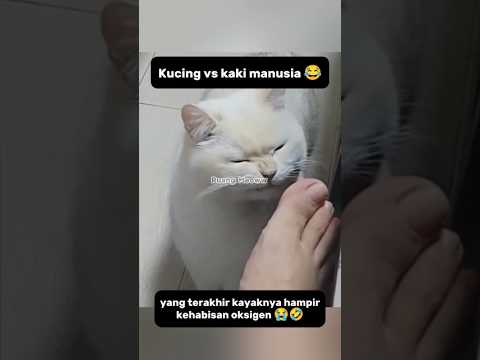 Reaksi kucing mencium kaki manusia 😂#shorts #kucing #funnycats #catlovers