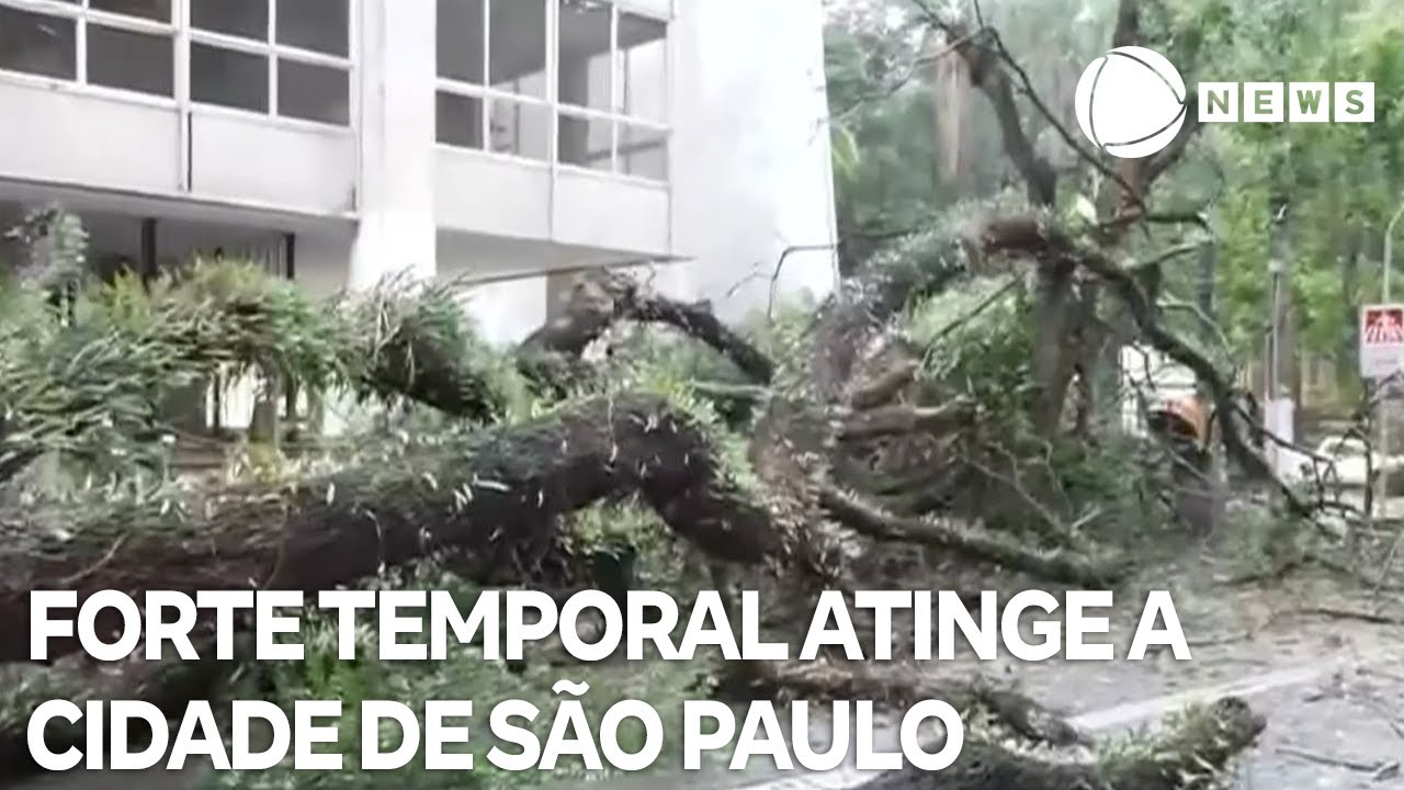 Chuvas com rajadas de 80 kmh derrubam árvores em São Paulo