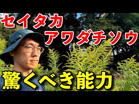 過剰な化学肥料を吸収！嫌われもののセイタカアワダチソウは農地の浄化をしてくれていた！？［字幕設定あり］