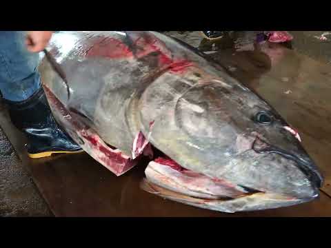 Watch the Best Fish Master Slice Bluefin Tuna