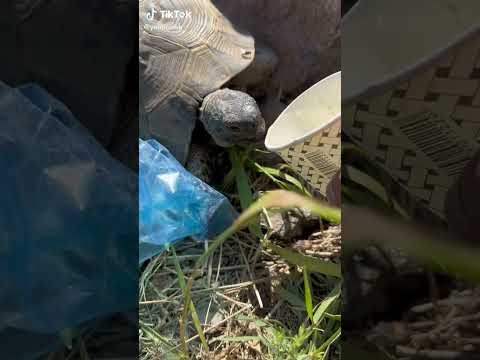 #tortoise #kusi #kaplumbağa#Allah#rahmet #merhamet #susuzluk #islamic #islam