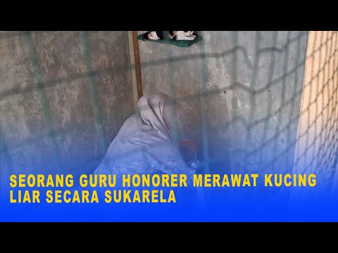 SEORANG GURU HONORER MERAWAT KUCING LIAR SECARA SUKARELA