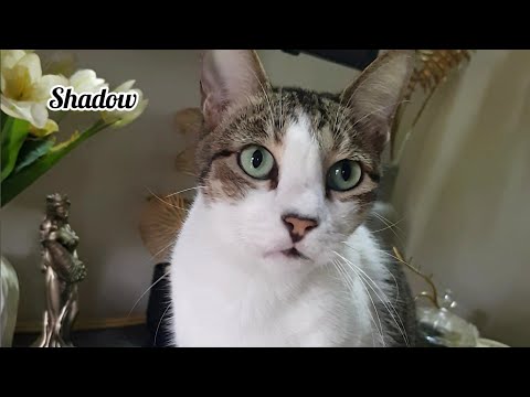 Random Cat Moments That Will Make You Smile