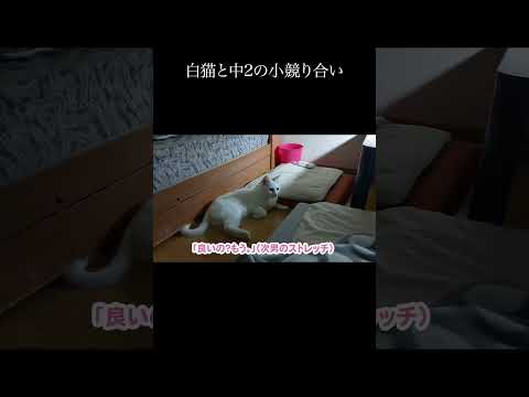 白猫と中2の小競り合い。 #保護猫 #猫 #猫のいる暮らし