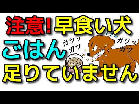 【犬 ご飯】注意喚起!早食いなら確認して!子犬の50%はご飯が足りていません!犬のしつけエマチャンネル【犬のしつけ@横浜】