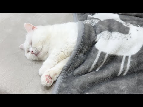 冬毛でモフモフの猫のナイトルーティン☁