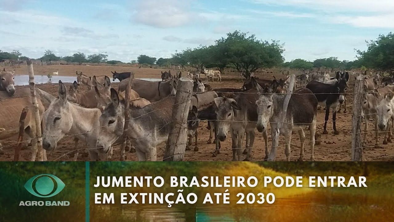 Giro Brasil: jumento em extinção, confinamento de gado, bioenergia
