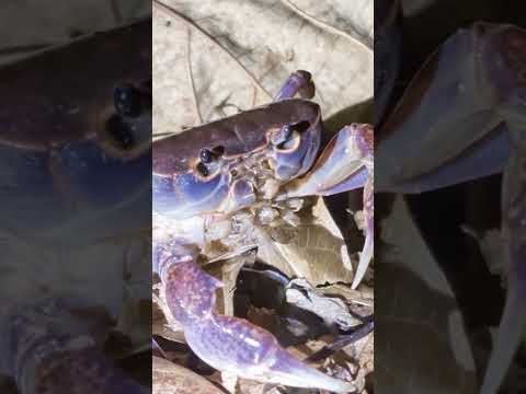 赤ちゃんカニ(文字つき)