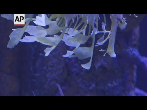 A myth? A leaf? Aquarium displays rare sea dragons