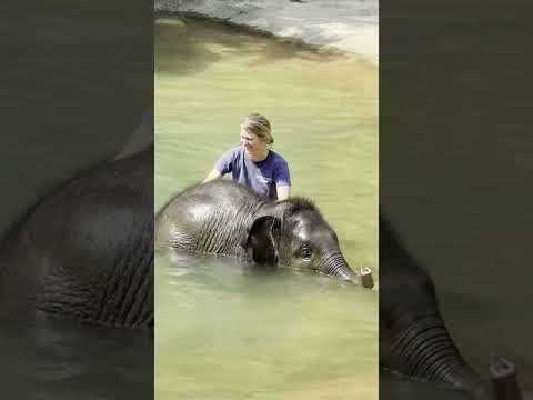 Asian Elephant Calf Linh Mai Goes Swimming For the First Time | July 15, 2026