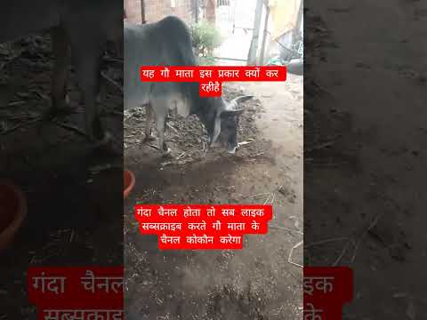 यह गौ माता इस प्रकार क्यों कर रहीहै #100millon #cow #motivation #gaumata #animalfarming