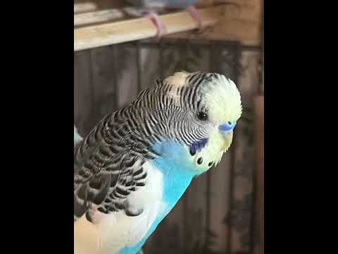 Daily dose of budgie part 2 