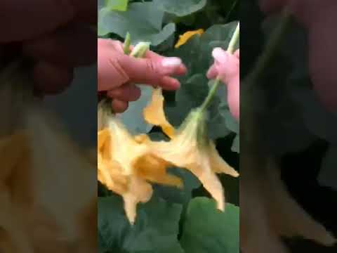 Hái Rau Bí Cuộc Sống Thôn Quê #shorts