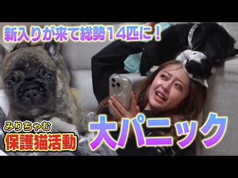 【保護猫活動】みりちゃむ家に新たな保護猫と保護犬がやってきて、とんでもないことに！（嗚呼!!みんなの動物園）
