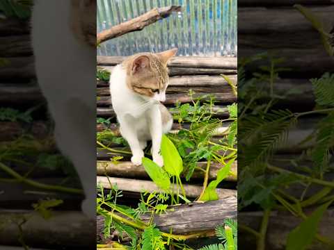#cat #cats #cute #catvideos #catshorts #catai #ai #funny #love #pets #lovely #shorts #shortvideos