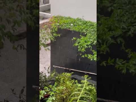 Đến giờ đón con trời lại mưa gió #giờ #gio #đón #con #mưa #troimua #nature #tamsucungcon