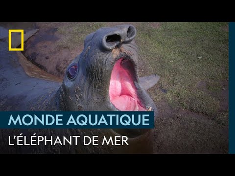 L'éléphant de mer