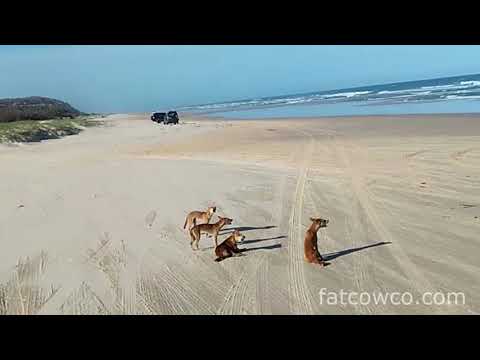 Dingo Pups Howling on Fraser Island, Australia