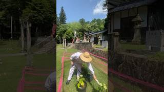 【朝の神社ルーティン】宮司が境内お花畑に水やり｜ミニトマトと紫陽花の成長記録#shorts #ガーデニング #家庭菜園