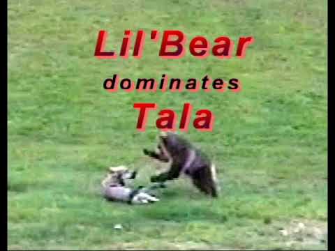 Lil' Bear Dominates Tala the Wolf Pup