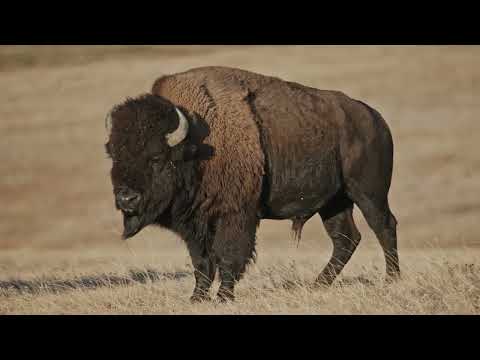 Buffalo Stone'
