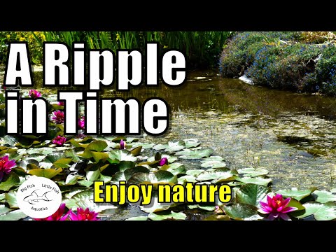 Natural Ponds & Wildlife | A Ripple in Time Natural Ponds & Wildlife | A Ripple in Time

In todays video I wanted to share some of the wildlife 