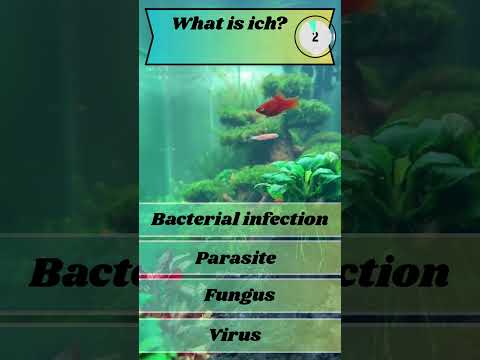 What is Ich? Aquarium Trivia 🐡 Channel Sponsor Buceplant - http_//tinyurl.com/3fu6xckd They have an amazing selection of plant