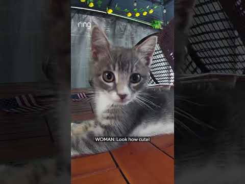 When you put out food for stray cats in your area and the sweetest kitten shows up 🐱