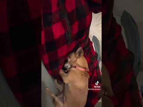 Do the roar #chihuahua
