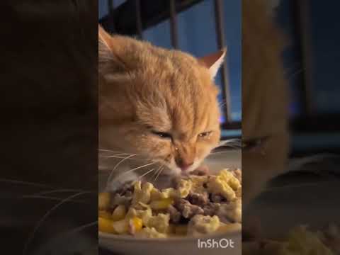 SEDEKAH KEPADA KUCING TERLANTAR BISA MEMBUKA PINTU REZEKI KITA