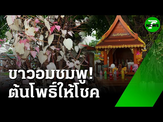 เซียมซีเสี่ยงโชค ต้นโพธิ์ใบขาวอมชมพู | 10 ก.ค. 68 | ห้องข่าวหัวเขียว