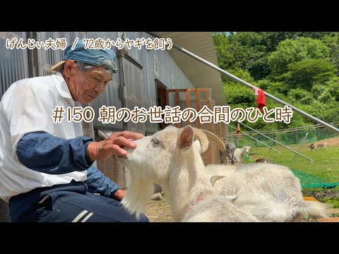 【79歳ヤギ飼い#13】お世話の合間の一息つく時間がたまらんがです「72歳からの楽しいシニアライフ#150」