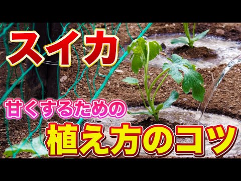 【スイカ栽培】最初の植え付けが肝心！甘〜く美味しいスイカを育てるための植え付け方法！
