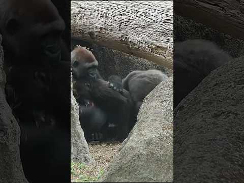 台北市立動物園の金剛猩猩のユニークな姿を紹介 サムネイル