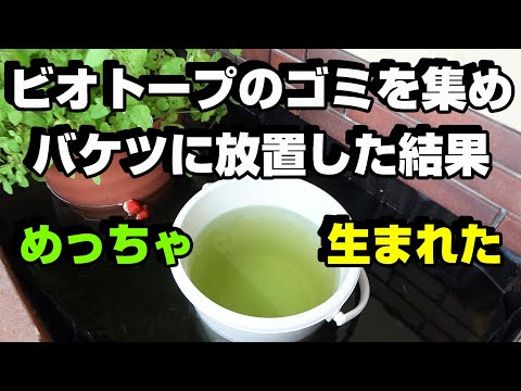 【メダカ】ビオトープのごみを集めてバケツに放置してみた