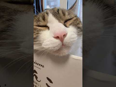 猫の動画サムネイル - 今日の献立✨ご飯何たべよかな？😽#cats #shorts #球太