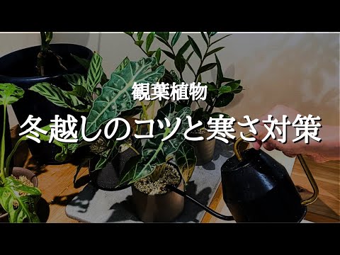 【誰でもできる】室内で観葉植物の冬越しを成功させるためのポイントと植物を冷やさない方法4選 | 冬の育て方 | 水やり | 日当たり | 風通し | 肥料 | 植え替え