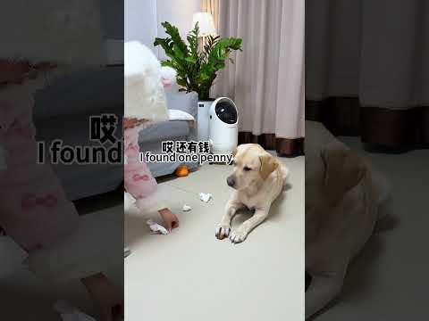 【旺仔很忙🐶wangzai is busy】这狗子真傻，捡了芝麻丢了西瓜This dog is such a fool