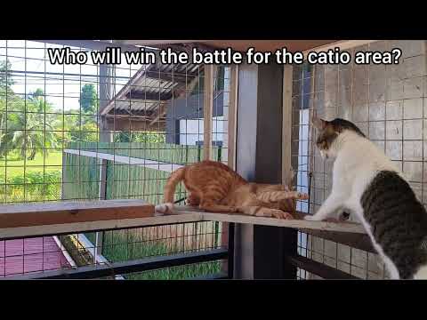 Funny Cat Rivalry: Shadow and Lingling Battle for Space