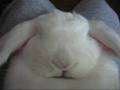 Bunny snoring