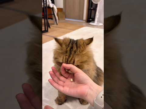 猫の頭の良さがわかると噂の検証やってみた #猫 #cat #おこしし