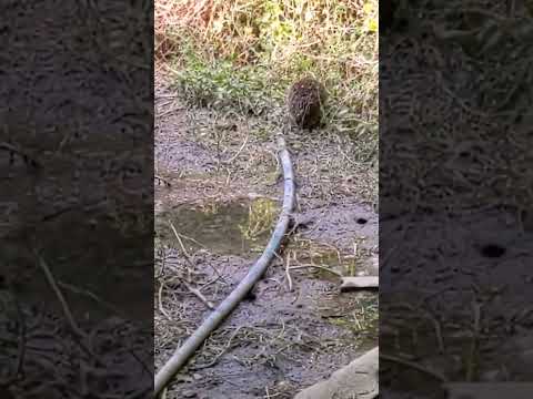 Привет малыш #ёжик #hedgehog #shorts