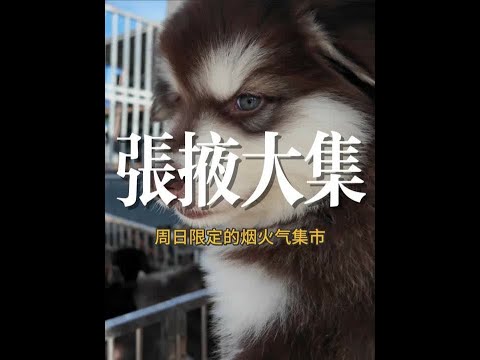 周日限定的张掖大集,有猫有狗有美食,烟火气十足! #青年创作者成长计划 #省饭课代表 #好好吃饭大赛 #张掖 #烟火气