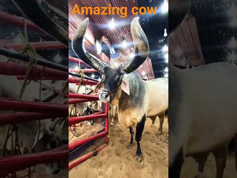 गौमाता #ytshorts #discovery #cow #shortsfeed