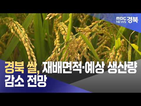 경북 쌀 재배면적·예상 <strong>생산량</strong> 감소 전망